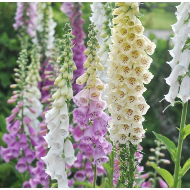 Fingerbl. Excelsior mixed. Digitalis purpurea. Fr