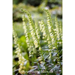Fingerbl. Digitalis lutea. Fr