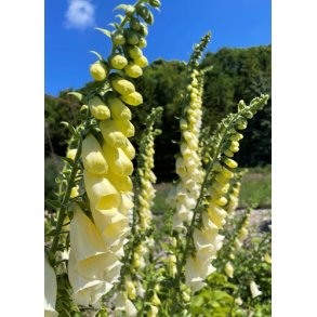 Fingerbl. Primrose yellow. Digitalis purpurea. Fr