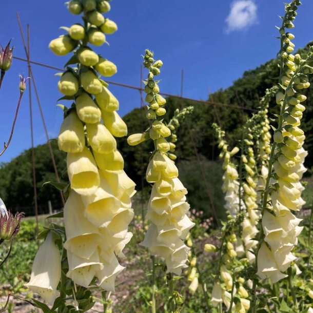 Fingerb�l fr�. Primrose yellow. Digitalis purpurea. Ca. 5300 Fr�