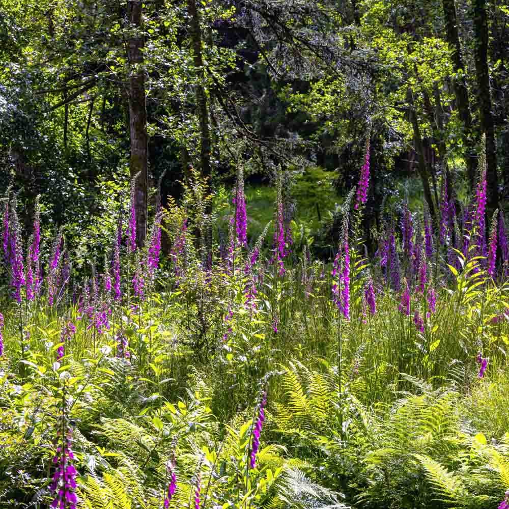 Fingerbøl. Wild form. Digitalis purpurea. Ca. 6000 frø