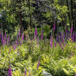 Fingerb�l. Wild form. Digitalis purpurea. Ca. 6000 fr�