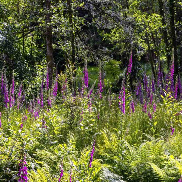 Fingerb�l. Wild form. Digitalis purpurea. Ca. 6000 fr�