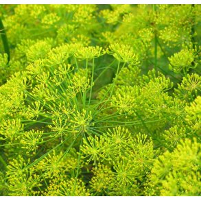 Dild.  Anethum graveolens. Fr.