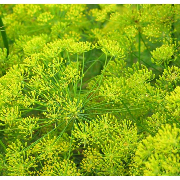 Dild.  Anethum graveolens. Fr.