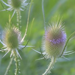 �gte kartebolle fr�. Dipsacus sativus. Ca. 70 Fr�