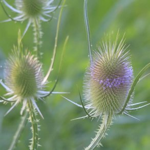 �gte kartebolle fr�. Dipsacus sativus. Ca. 70 Fr�