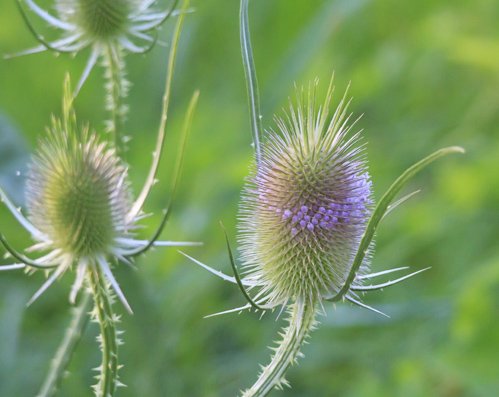 Største insektmagnet