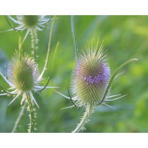 gte karteboller. Dipsacus sativus. Fr