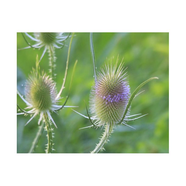 gte karteboller. Dipsacus sativus. Fr