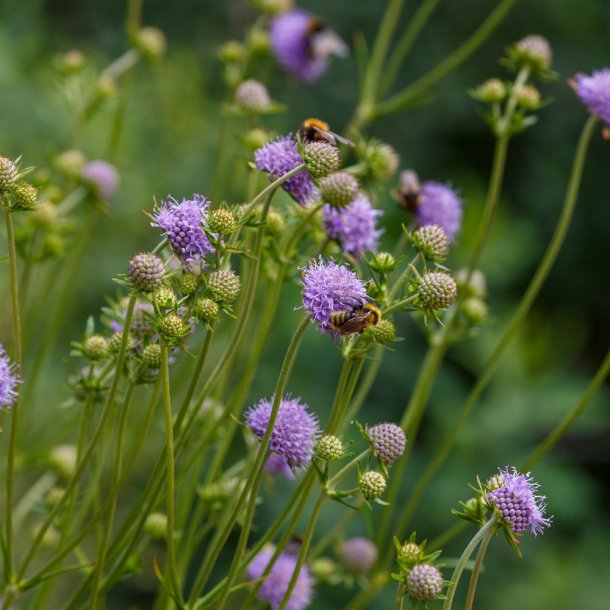 Dj�velsbid fr�. Succisa pratensis. Ca. 110 Fr�