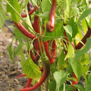Chili fr�. Dolce di Bergamo. Capsicum annuum. Ca. 12 fr�