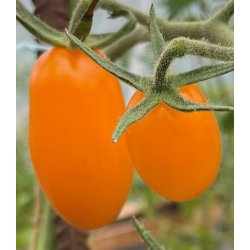 Tomat. Dolly. Solanum lycopersicum. F1. Fr