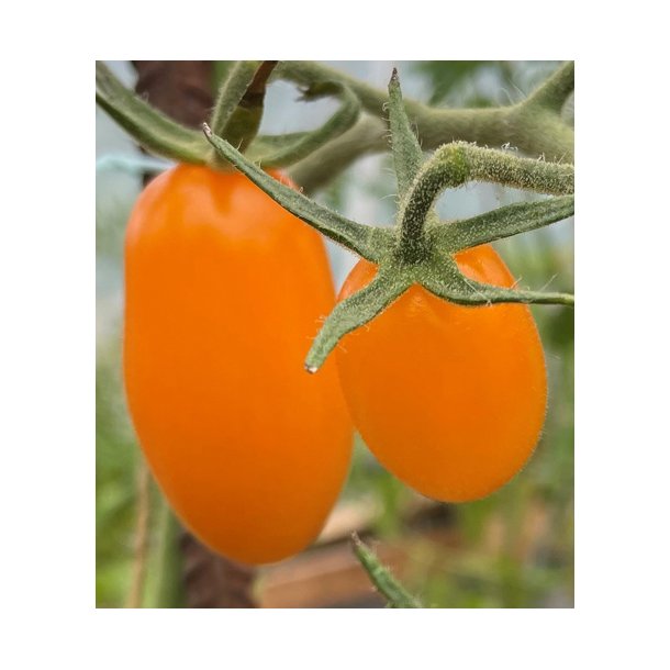 Tomat. Dolly. Solanum lycopersicum. F1. Fr