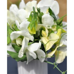 rteblomster. Dorothy Eckford. Lathyrus odoratus. Fr.