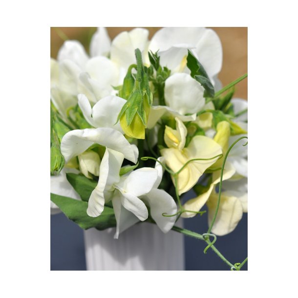 rteblomster. Dorothy Eckford. Lathyrus odoratus. Fr.