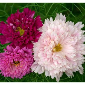 Stolt kavaler. Double click mix. Cosmos bipinnatus. Fr