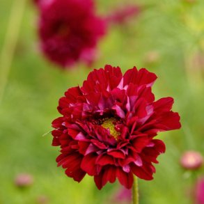 Stolt kavaler fr�. Double click cranberries. Cosmos bipinnatus. Ca. 25 Fr�.