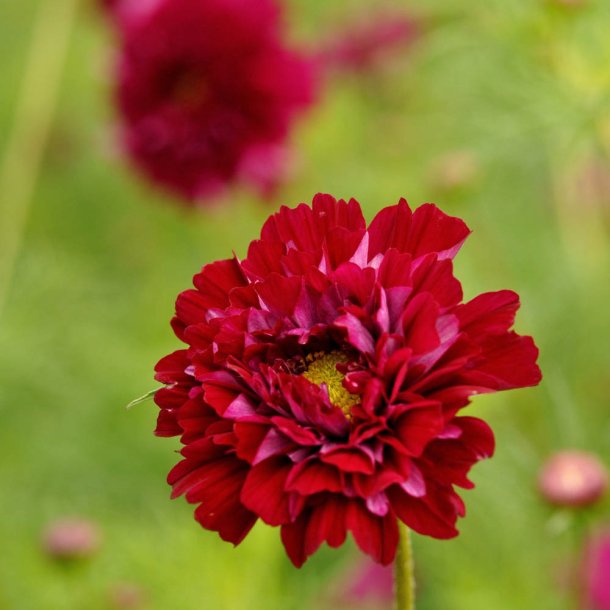 Stolt kavaler fr�. Double click cranberries. Cosmos bipinnatus. Ca. 25 Fr�.