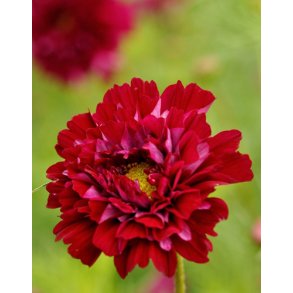 Stolt kavaler. Double click cranberries. Cosmos bipinnatus. Fr.