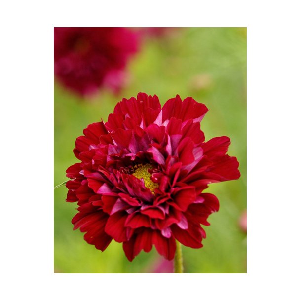 Stolt kavaler. Double click cranberries. Cosmos bipinnatus. Fr.