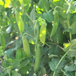 �rter fr�. Douce Provence. Vinter�rter. Pisum sativum. Ca. 150 Fr�