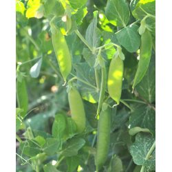 rter. Douce Provence. Vinterrter. Pisum sativum. Fr