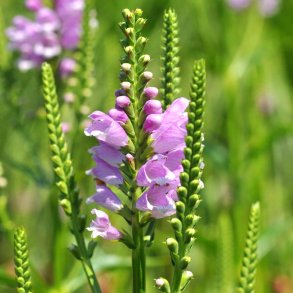 Drejeblomst fr�. Physostegia virginiana Rose. Ca. 230 Fr�.