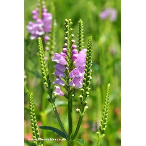 Drejeblomst. Physostegia virginiana Rose. Fr.