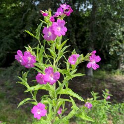 Lodden dueurt fr�. Epilobium hirsutum. Ca. 3500 fr�