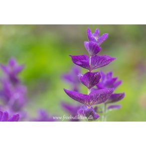 Salvie. Blue monday. Salvia horminum. Dusksalvie. Fr.