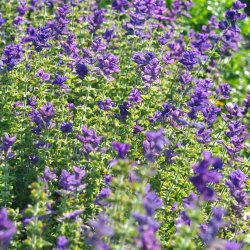 Salvie fr�. Blue monday. Salvia horminum. Dusksalvie. Ca. 1300 Fr�.