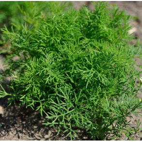 Dild. Dvrg. Anethum graveolens. Fr.