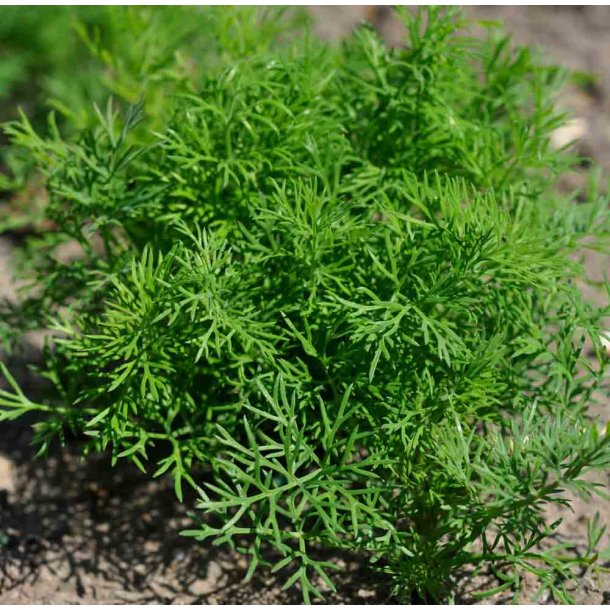 Dild. Dvrg. Anethum graveolens. Fr.