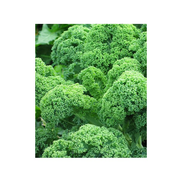 Grnkl. Dwarf green curled. Brassica oleracea. Fr.