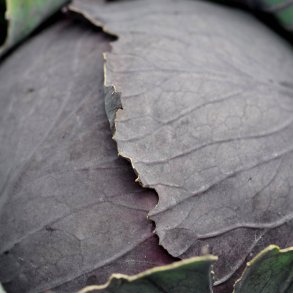 R�dk�l fr�. Langedijker Dauer 2. Brassica oleracea rubra. Ca. 650 Fr�.