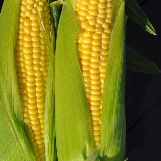 Majs fr�. Earlibird. F1. Zea mays.  Ca. 17 Fr�