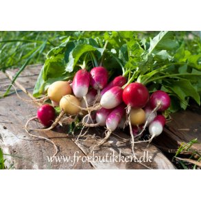 Radiser. Easter egg. Raphanus sativus. Fr