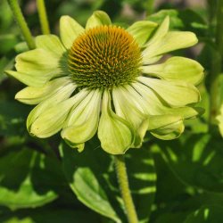 Havepurpursolhat fr�. Alans pride. Echinacea purpurea. Ca. 20 Fr�