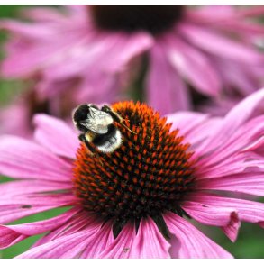 Havepurpursolhat. Echinacea purpurea. Fr.