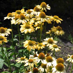Havepurpursolhat fr�. Mellow yellows. Echinacea purpurea. Ca. 10 Fr�
