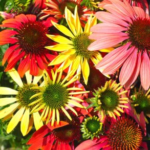 Havepurpursolhat fr�. Cheyenne spirit. Echinacea purpurea. Ca. 10 Fr�.
