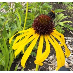 Solhat. Paradoxa. Echinacea paradoxa. Fr