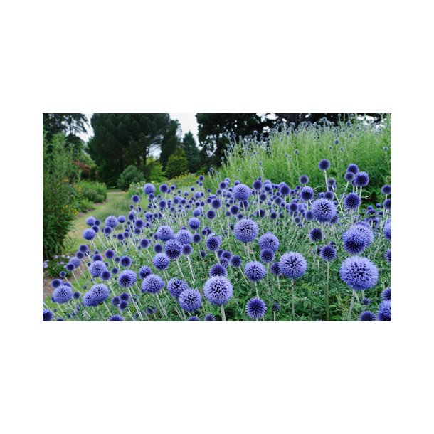Tidselkugle. Glatbladet. Echinops ritro. Fr