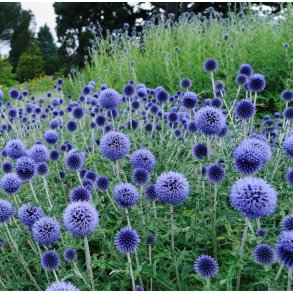 Tidselkugle. Glatbladet. Echinops ritro. Fr