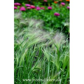 Egernhalebyg. Hordeum jubatum. Fr