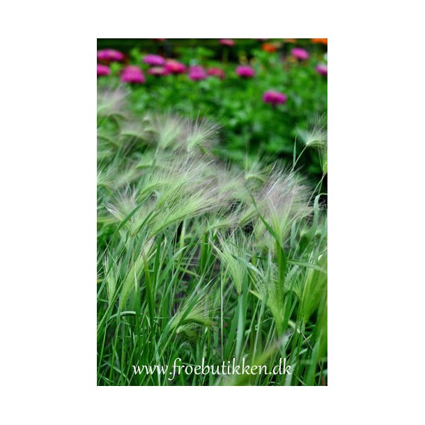 Egernhalebyg. Hordeum jubatum. Fr