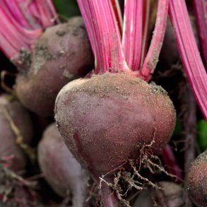 R�dbeder fr�. Egyptische Platronde. Beta vulgaris. Ca. 250 �kologiske fr�.