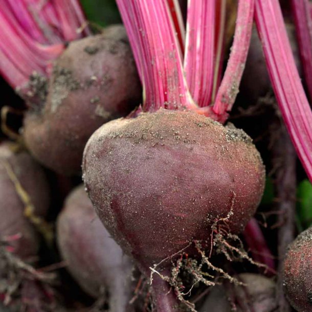 R�dbeder fr�. Egyptische Platronde. Beta vulgaris. Ca. 250 �kologiske fr�.