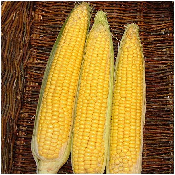 Majs fr�. Gucio. Zea mays. F1. XL pose. Ca. 650 Fr�